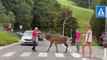 Un homme persuade un cerf de traverser un passage pour piétons