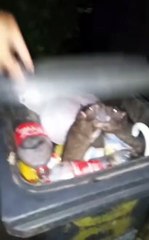 Un homme interrompt les rats en train de passer un moment