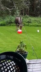 Moose joue au ballon sous la pluie