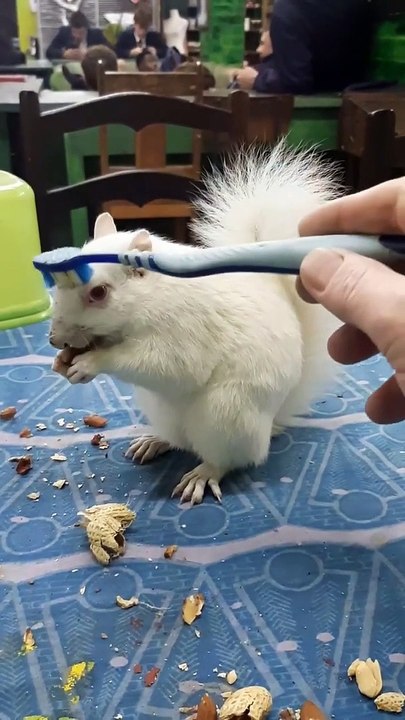 Mes rencontres quotidiennes avec Elva l'écureuil albinos