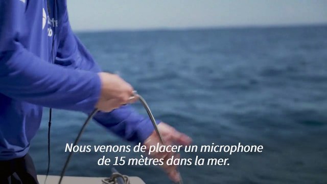 Au Brésil, des chercheurs écoutent le chant des baleines