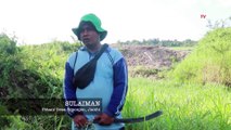 Kanal Perusahaan Sawit Membuat Lahan Warga Muaro Jambi Kering | BERKAS KOMPAS