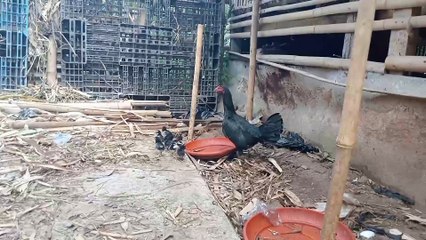 Lihat telur ayam Menetas