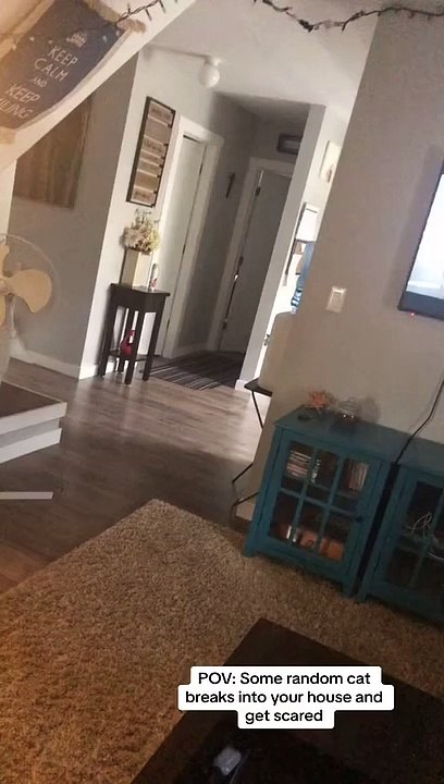 L'envahisseur à fourrure qui a apulté mon chat dans ma chambre