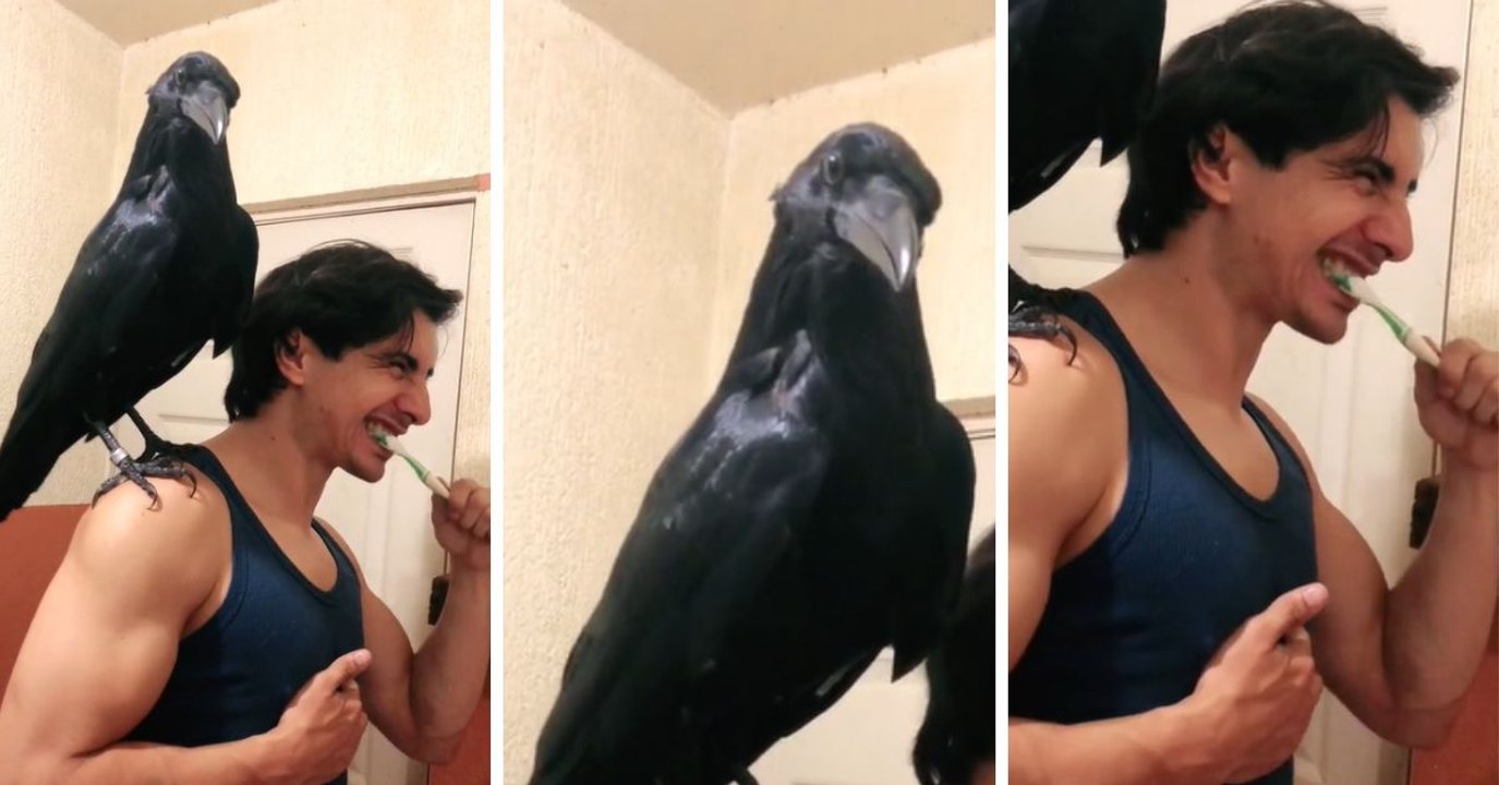 Si crees haberlo visto todo, te equivocas, un cuervo se encarga de alegrar los días de este chico