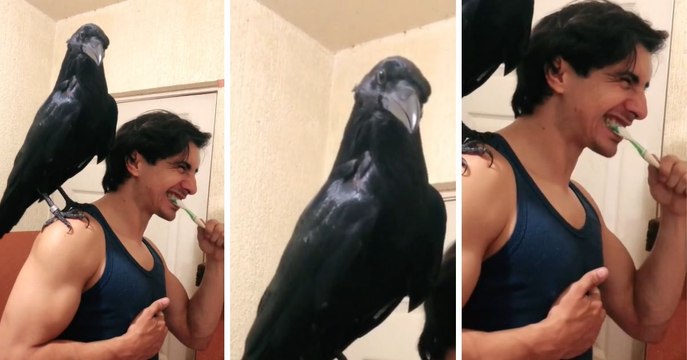 Si crees haberlo visto todo, te equivocas, un cuervo se encarga de alegrar los días de este chico