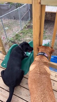 Ces chiens n'ont pas besoin d'humains pour jouer à rapporter