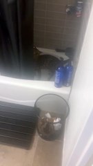 Tucker le chat insiste pour prendre une douche