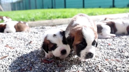 St. Bernards Trade Alpine Rescue Career for One as Therapeutic Support Dogs