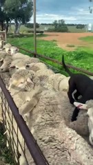 Regardez ce laboratoire brun maîtriser l'art de la promenade des moutons