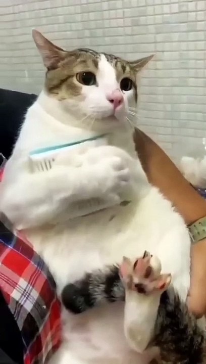 funny cat reaction