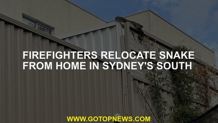Firefighters relocate snake from home in Sydney's south