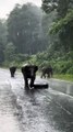 Charges d'éléphants dans la voiture d'un touriste