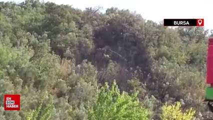 Bursa'da çöp yakarken ormanı yaktı, bir köpek telef oldu