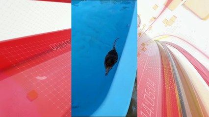 Onda de calor faz tatus procurarem piscina para se refrescar no Paraná