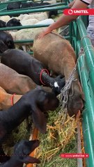 Presta atención si te gustan los animales porque en Expocruz 2023 encontrarás unos impresionantes ejemplares