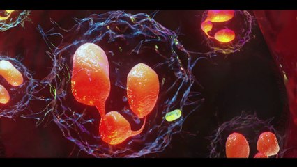White Cells Uncovered - A Deep Dive into Immune Cell Disorders