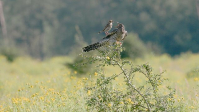 'Brood Parasitism!' - Unsuspecting Meadow Pipit feeds parasitic Cuckoo chick in a stellar display of Nature's drama