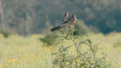 'Brood Parasitism!' - Unsuspecting Meadow Pipit feeds parasitic Cuckoo chick in a stellar display of Nature's drama