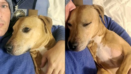 Emotional Moment Rescue Dog Finds His Voice