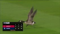 A Goose crashes a baseball game... and then crashes into scoreboard _ FOX MLB