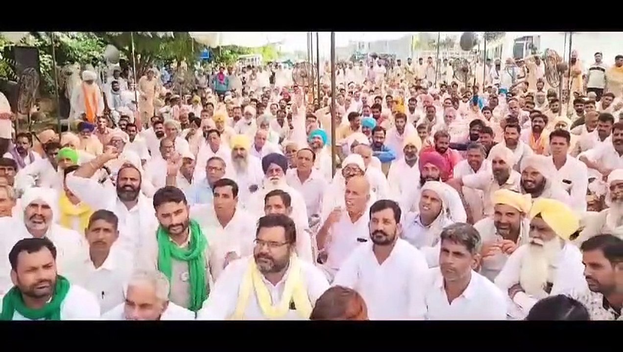 Report ready on damage caused by pink caterpillar in Hanumangarh district, investigation confirms 5 to 90 percent loss