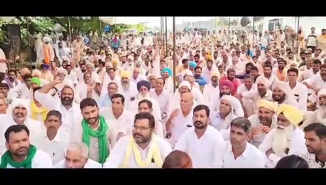 Report ready on damage caused by pink caterpillar in Hanumangarh district, investigation confirms 5 to 90 percent loss