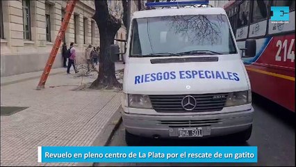 Revuelo en pleno centro de La Plata por el rescate de un gatito