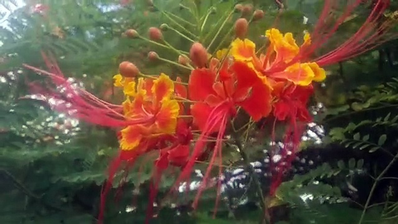 বাংলা চটি গল্প | review of tree care and planting before fruiting.