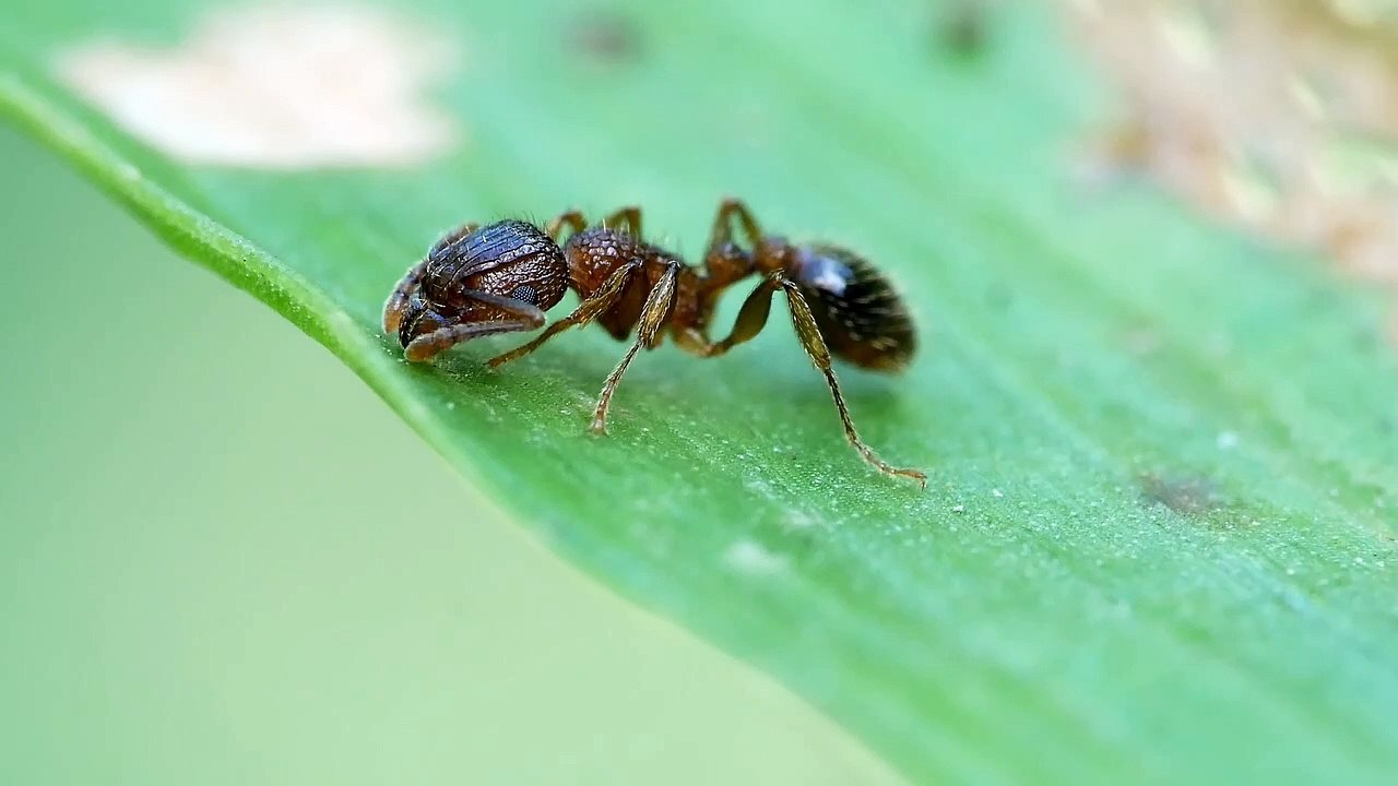Symbiosis