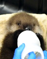CUTEST Baby Otter Rescued After Orca Kills Her Mother