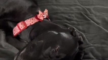 Dog stretches on the heated blanket and hogs it all for itself without leaving space for anyone