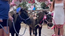 Watch These Shetland Ponies Get... MARRIED?!