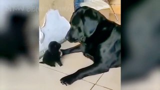 New Funny Dogs, Cat And Other Animals Video 2023, Cute Funny Dogs Video, Cute Funny Cat Video, New Funny Animals Video, Cutest Funny Animals Video,