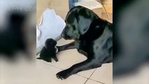 New Funny Dogs, Cat And Other Animals Video 2023, Cute Funny Dogs Video, Cute Funny Cat Video, New Funny Animals Video, Cutest Funny Animals Video,