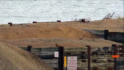 Frolicking foxes