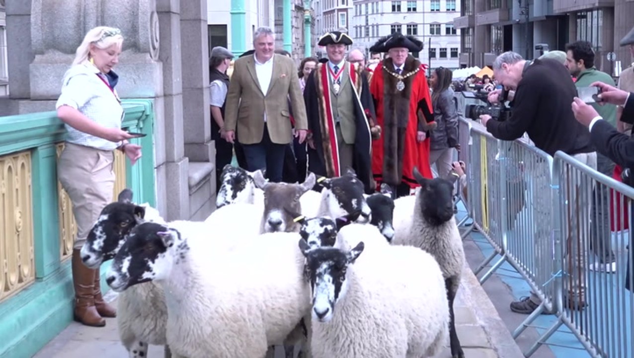 Herd of sheep cross London’s Southwark Bridge led by celebrity chef ...