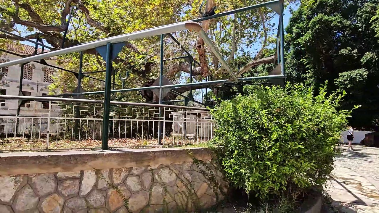 Hippocrates Plane Tree in Kos Town: Discovering the Ancient Wonder with Sunset Footsteps