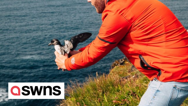 Icelanders help baby puffins take flight and start their migration by throwing them off a cliff