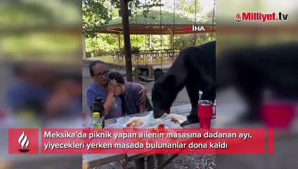 Piknikçiler masalarına dadanan ayı nedeniyle dona kaldı