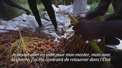 L'avenir incertain de la récolte de dattes au Soudan en guerre