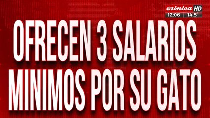 Se le escapó el gato y ofrece 3 salarios mínimos para quien lo encuetre