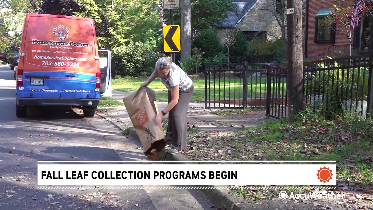 How to prepare your leaves for collection
