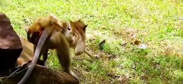(Tổng hợp)Phần 16.Những chú khỉ con không được khỉ mẹ & đồng loại yêu thương.Poor little monkeys