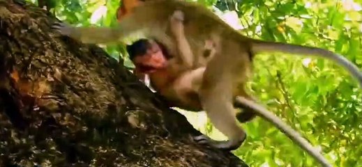 (Tổng hợp)Poor baby monkeysNhững chú khỉ con đáng thương.Part 3.4