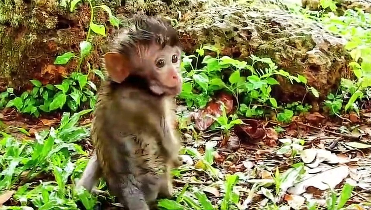 P2-Summing up the grim fate & the times when Daniela the monkey was bullied to death by the herds