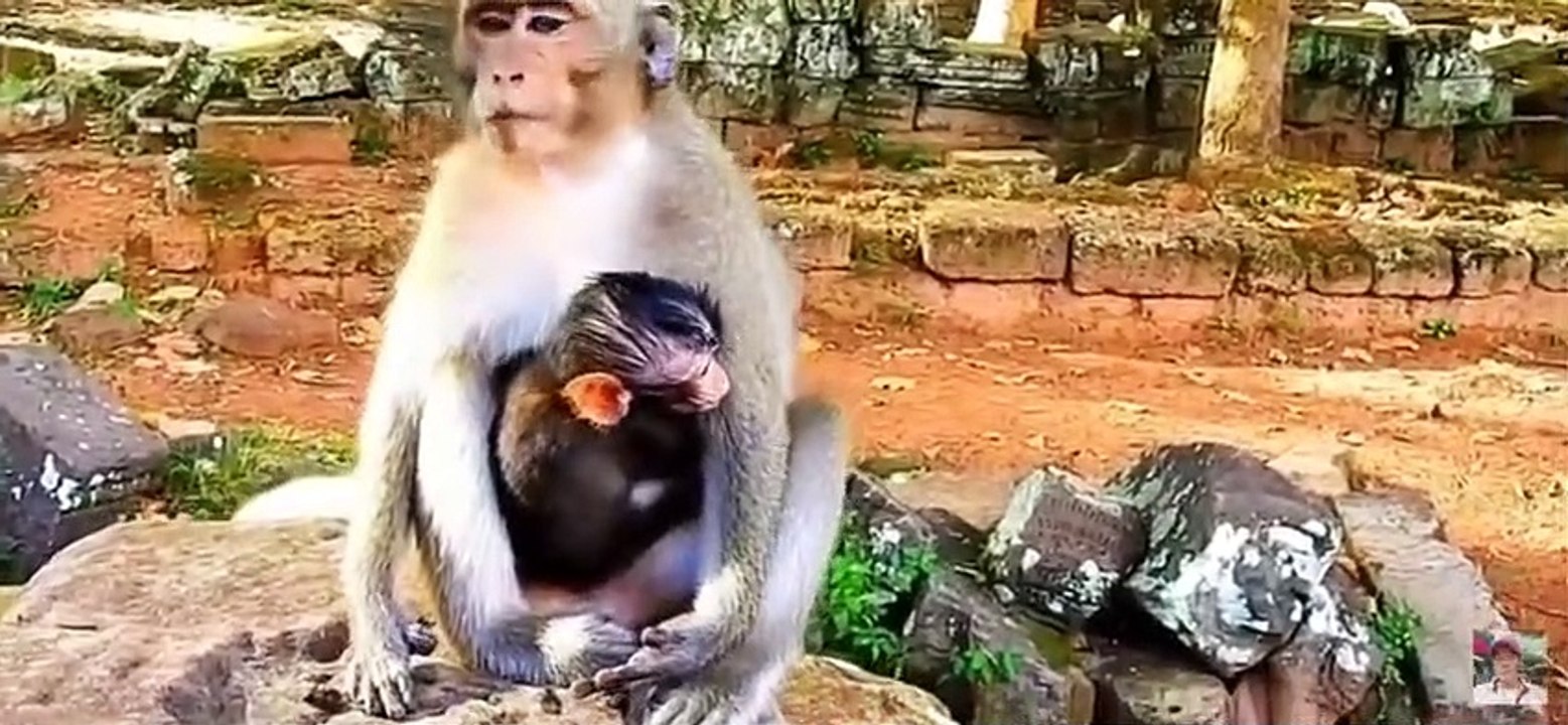 P3 - La mallonga vivo de simio Daniela kiam li ne estas protektita de sia patrina simio