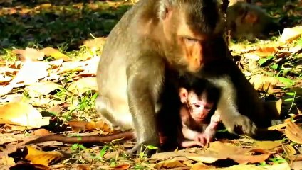 P2- Baby monkey Vikki