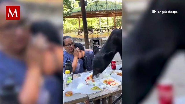 Oso devora la comida de una familia que se encontraba en un parque en Nuevo León
