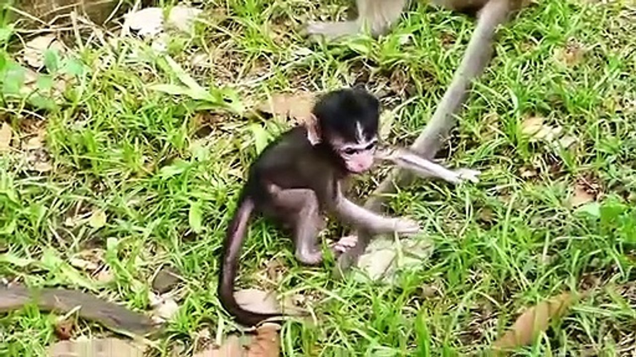 P1-Summing up the grim fate & the times when Daniela the monkey was bullied to death by the herds